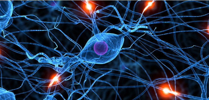 Neuron