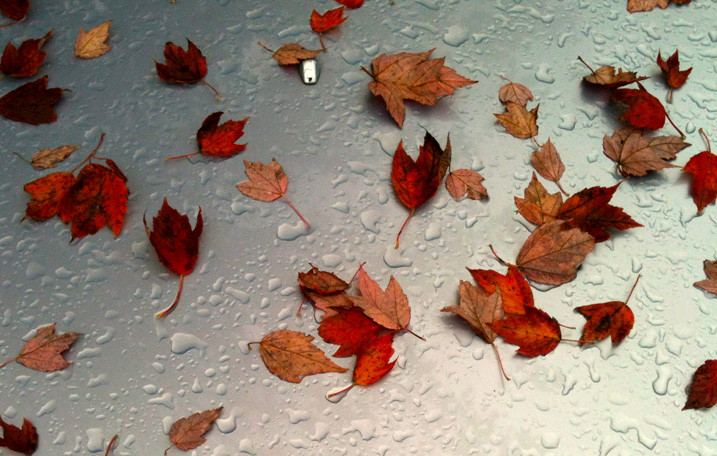 Fallen Leaves On Hood