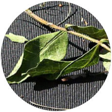 Bird & Tree Droppings Protection Car Covers Feature