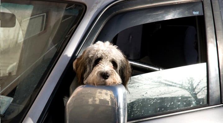 Doggie In Car Window